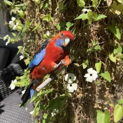 Jessie rosella parrot
