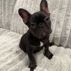 French Bulldog