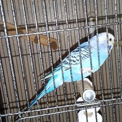 2-year-old female parakeet with cage supplies