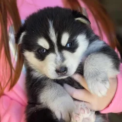 Home raised AKK puppies