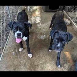 Boxers for sale