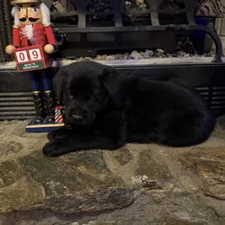 Goldador puppies