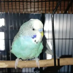 (SOLD)Snowflake & Oreo-2 light blue male budgies