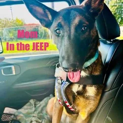 Malinois Pups ready for the holidays