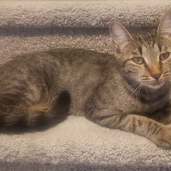 Cocoa, a Healthy and Fully Vaccinated Tabby