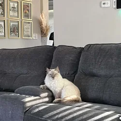 4 year old Balinese cat