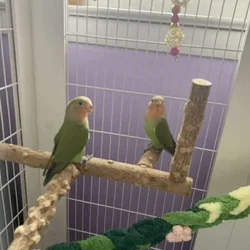 Pair of Lovebirds for Sale
