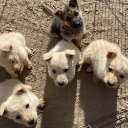 Miniature German Collies (Shollie)