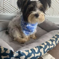 Nikko’s forever home
