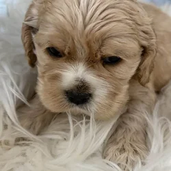 Cocker spaniel puppies