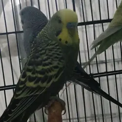 Sprite - Grey green budgie