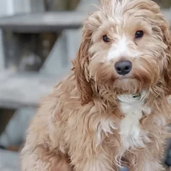 Cockapoo/Doodle Mix Puppy- Potty Trained