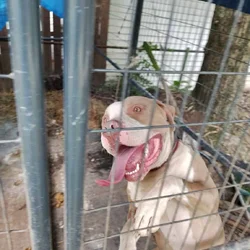 Rehome dog