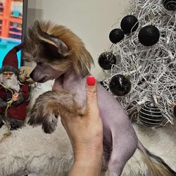 Chinese Crested