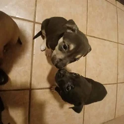 Puppies
