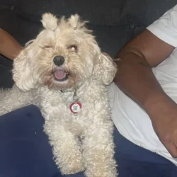 Lola two year old maltipoo