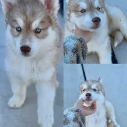 Husky puppies