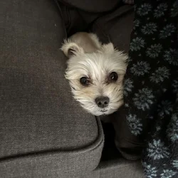 Maltese (male)