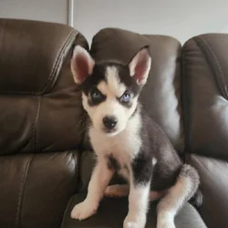 Husky puppies