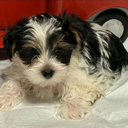 Yorkshire Terriers for sale