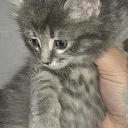 Cute kitten