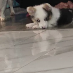 American corgi