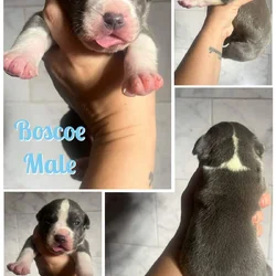 Blue pitbull terrier puppies