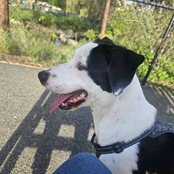 Puppy needs home