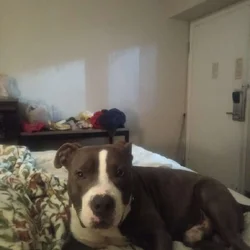 Bully