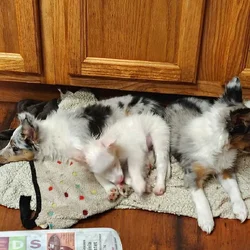 Toy size puppies for sale