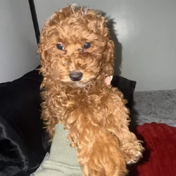 Red toy poodle