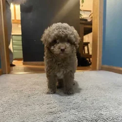 Cavapoo