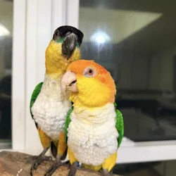 Caquie parrot