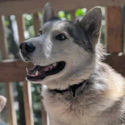 Siberian husky needs rehoming