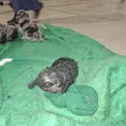 Puppies for sale