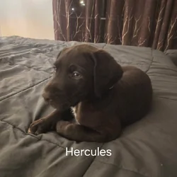 Silver lab /german wired pointer mix