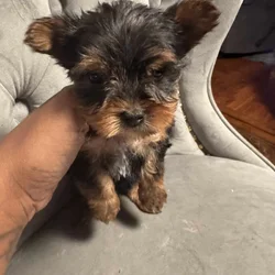 Yorkie pups