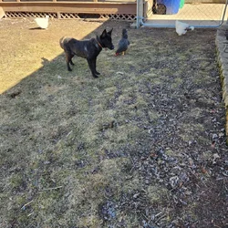 Dutch shepherd