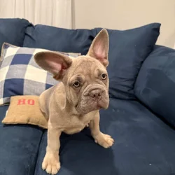 Campbell’s Fabulous Frenchies