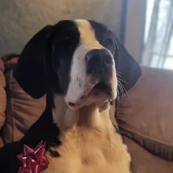 Saint Dane - Beige Female