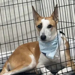 Rehoming female dog