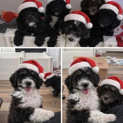 sheepadoodles Ready For Christmas