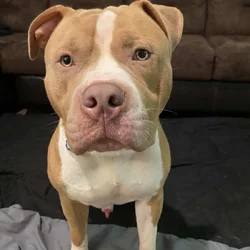 11month Old American Bully