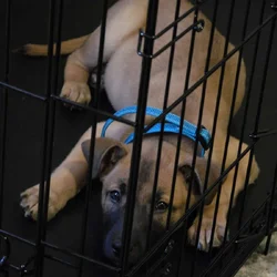 Siberian husky/pit mix for sale...needs a home qui