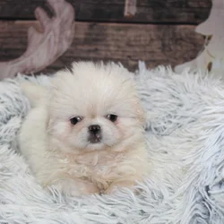 AKC Pekingese