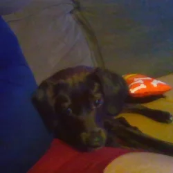MIXED PUPPY LAB RETRIEVER BLACK N WHITE- 9 Months