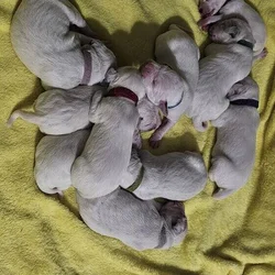 AKC dalmatian puppies 6 boys 4 girls