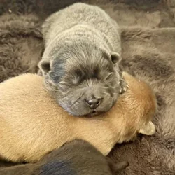 AKC Chow Chow puppies for sale
