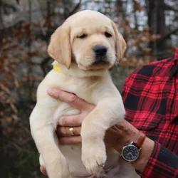 AKC Labrador Retriever Pups