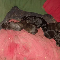 Christmas puppies